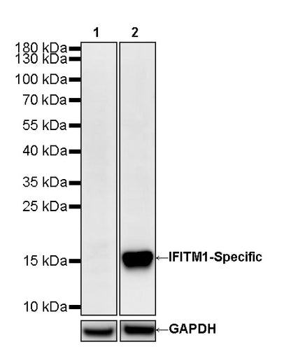 IFITM1-Specific Mouse mAb