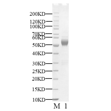 Product image media