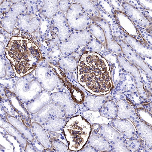 CD239 Recombinant Rabbit mAb (S-R284)