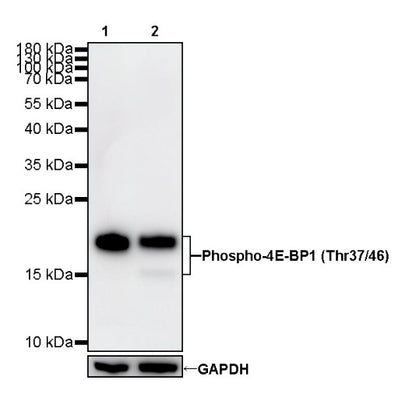 Phospho-4E-BP1 (Thr37/46) Recombinant Rabbit mAb (S-744-46)
