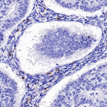 Rabbit Anti-Human CD27 Antibody (S-1205-49)