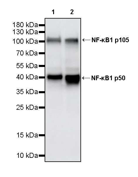 NF-κB1 p105/p50 Recombinant Rabbit mAb (S-3588-77)