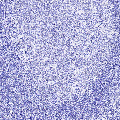 S-RMab® MUC2 Recombinant Rabbit mAb (SDT-345-148)