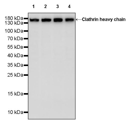 Clathrin heavy chain Recombinant Rabbit mAb (S-1690-26)