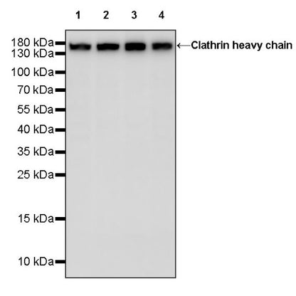 Clathrin heavy chain Recombinant Rabbit mAb (S-1690-26)