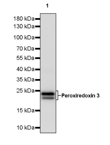 Peroxiredoxin 3 Rabbit Polyclonal Antibody