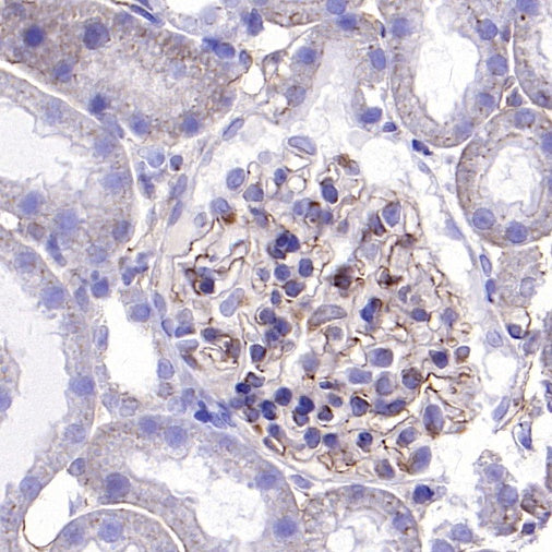 VE-Cadherin Recombinant Rabbit mAb (S-1291-239)