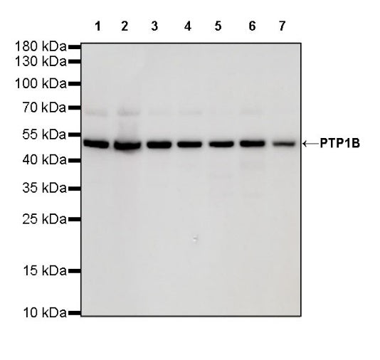 PTP1B Recombinant Rabbit mAb (S-R336)