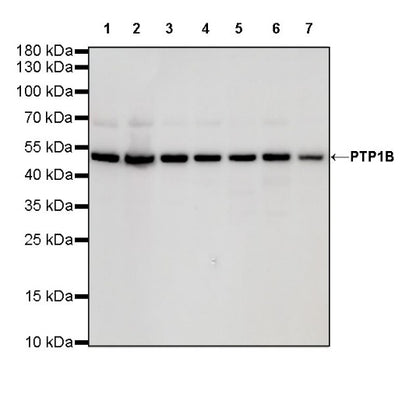 PTP1B Recombinant Rabbit mAb (S-R336)