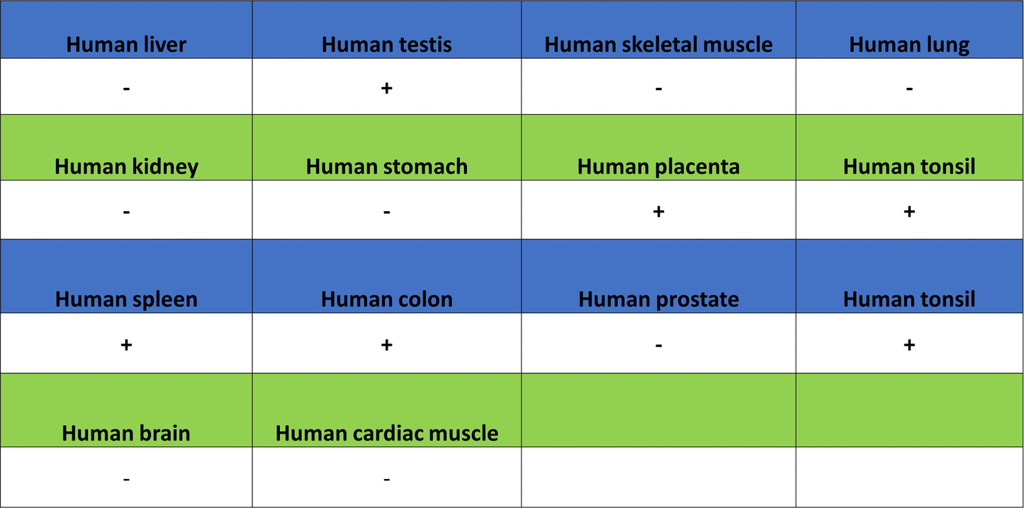 CENP-F Recombinant Rabbit mAb (S-3148-75)