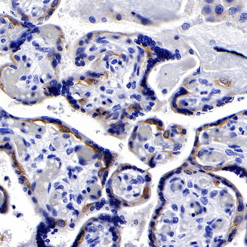 PEG10 Recombinant Rabbit mAb (SDT-442-60)