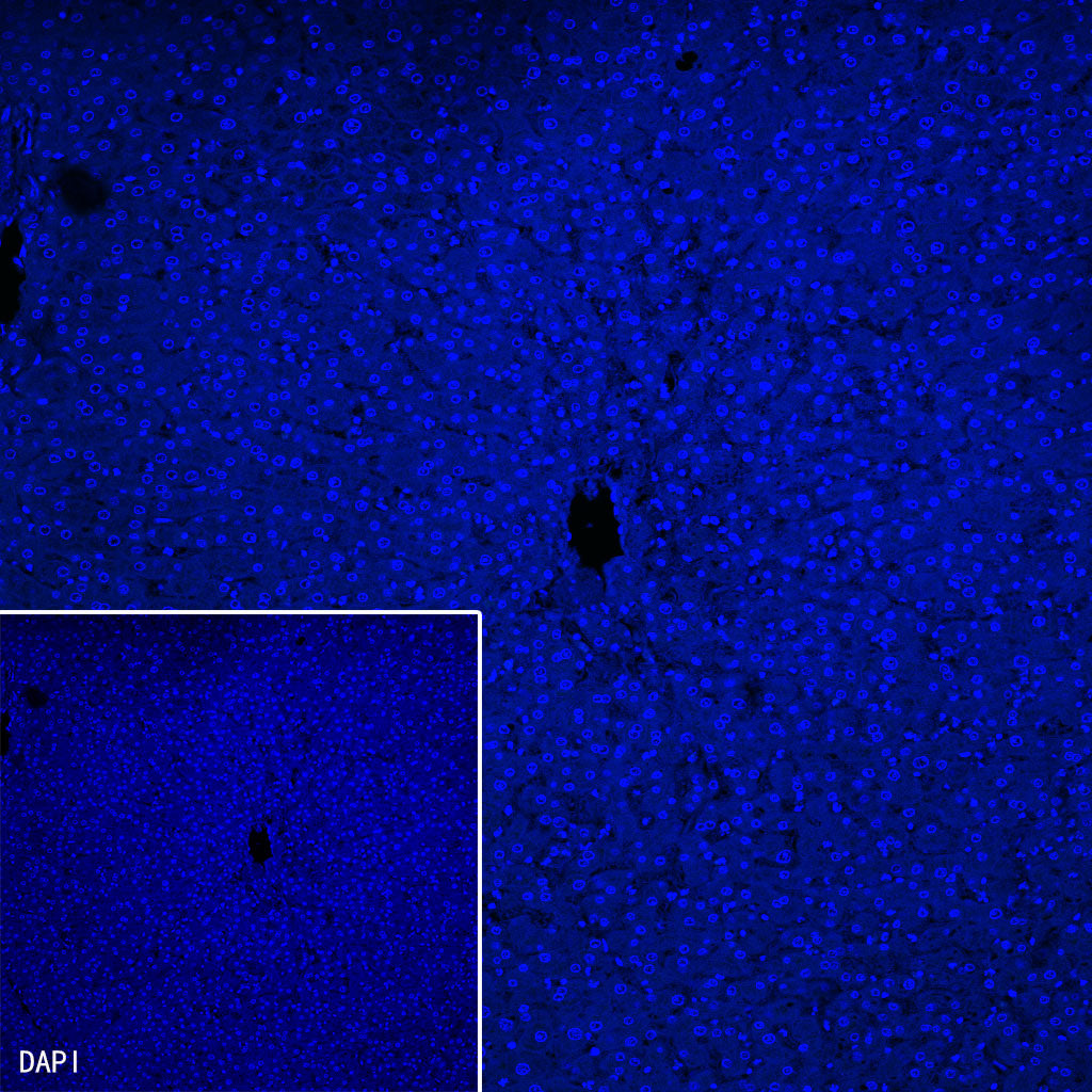 Myoglobin Recombinant Rabbit mAb (SDT-097-10)