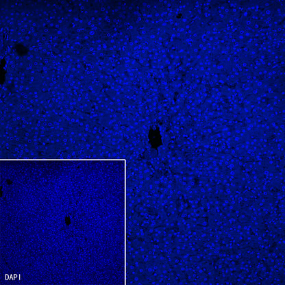 Myoglobin Recombinant Rabbit mAb (SDT-097-10)