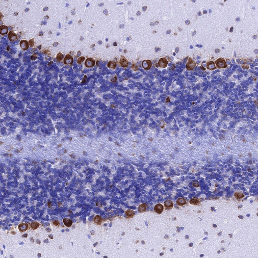 S6 Ribosomal Protein Recombinant Rabbit mAb (S-479-1)