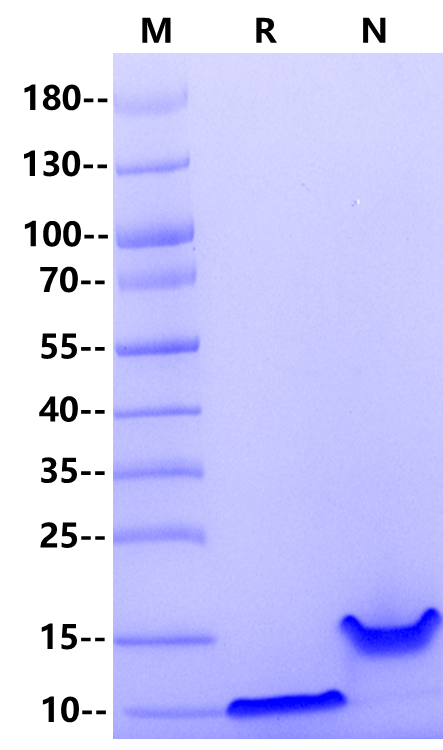 EGF Protein, Human