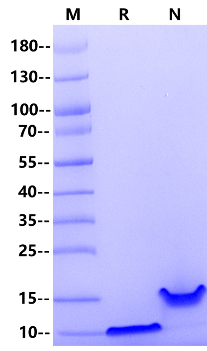EGF Protein, Human