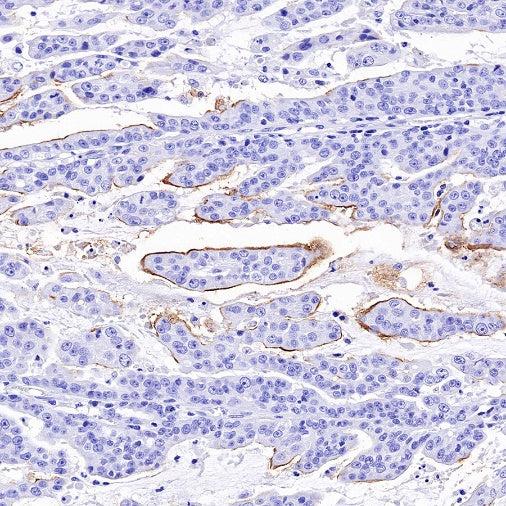 MUC17 Recombinant Rabbit mAb (SDT-1415-49)