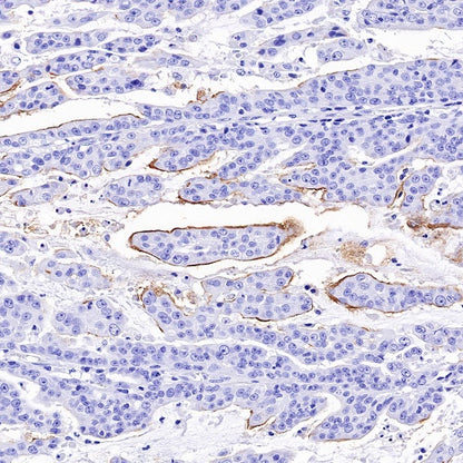 MUC17 Recombinant Rabbit mAb (SDT-1415-49)
