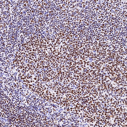 IKAROS Recombinant Rabbit mAb (S-R264)