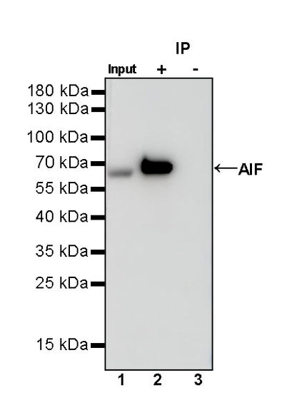 AIF Recombinant Rabbit mAb (S-948-54)