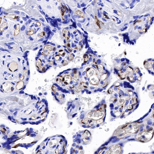 S-RMab® IDO1/Indoleamine 2,3-dioxygenase Recombinant Rabbit mAb (S-259-62)