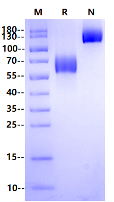 GHR Fc Chimera Protein, Mouse