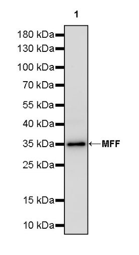 MFF Recombinant Rabbit mAb (S-2330-28)