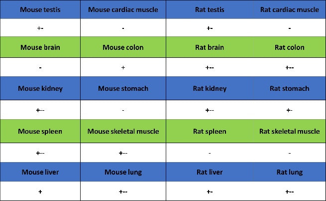 ERAP1 Recombinant Rabbit mAb (S-2509-38)