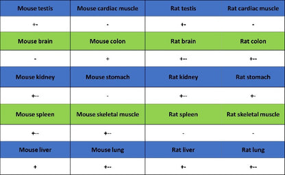 ERAP1 Recombinant Rabbit mAb (S-2509-38)