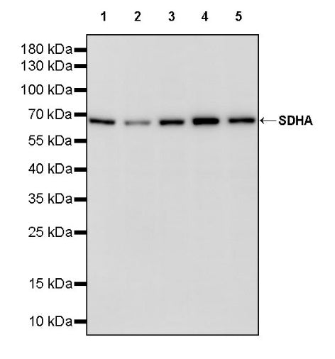 SDHA Recombinant Rabbit mAb (S-1458-43)