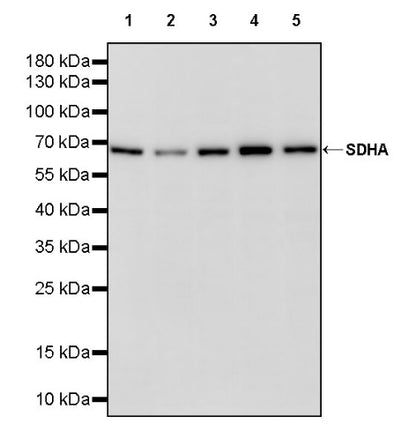 SDHA Recombinant Rabbit mAb (S-1458-43)