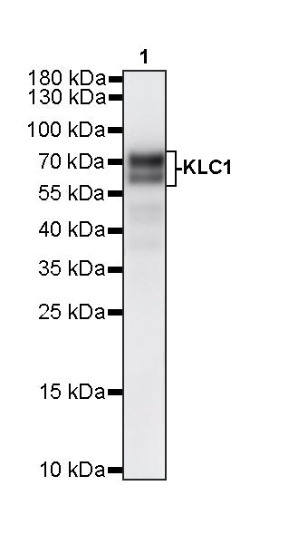 KLC1 Recombinant Rabbit mAb (S-4556-8)