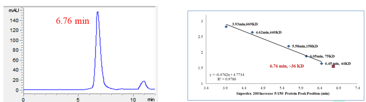 RSK1 Protein, Human