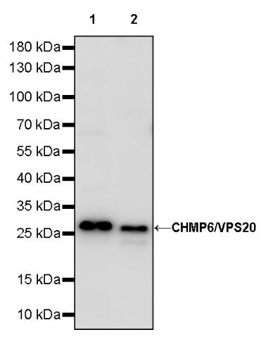 CHMP6/VPS20 Recombinant Rabbit mAb (S-1702-78)