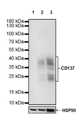 Rabbit Anti-Mouse CD137 Antibody (S-547-3)
