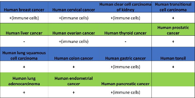 Runx2 Recombinant Rabbit mAb (S-1767-173)