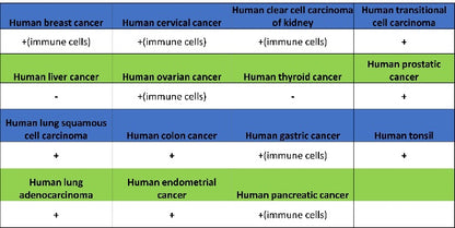 Runx2 Recombinant Rabbit mAb (S-1767-173)