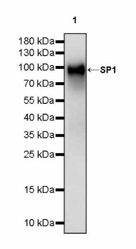 SP1 Recombinant Rabbit mAb (S-3073-71)