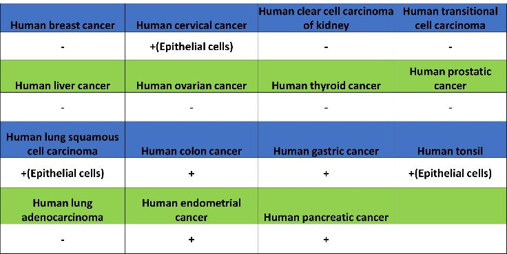 Desmocollin-2/3(DSC2/3) Recombinant Rabbit mAb (SDT-2102-59)