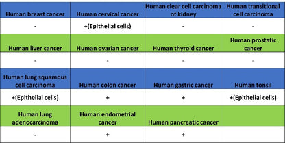 Desmocollin-2/3(DSC2/3) Recombinant Rabbit mAb (SDT-2102-59)