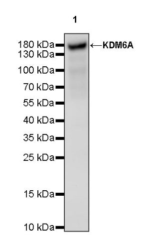 KDM6A Recombinant Rabbit mAb (S-1728-51)