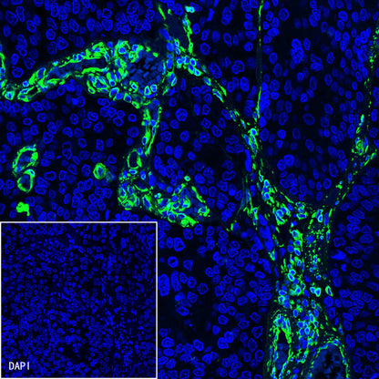 S-RMab® CD163 Recombinant Rabbit mAb,PBS Only (SDT-R164)