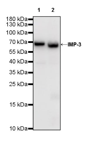 IMP-3 Recombinant Rabbit mAb (S-439-10)