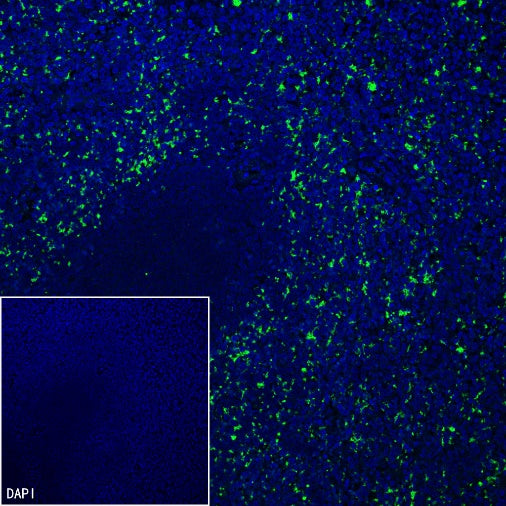 CD61 Recombinant Rabbit mAb (S-2515-6)