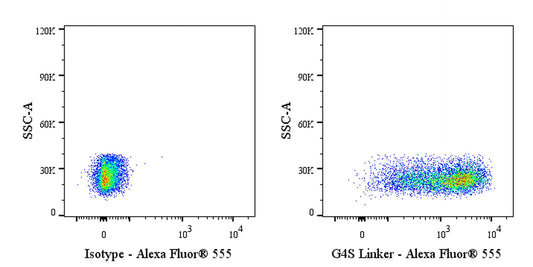 G4S Linker Recombinant Rabbit mAb (Alexa Fluor® 555 Conjugate) (S-711-23)