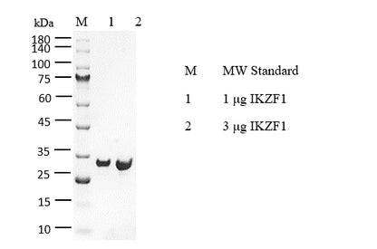IKZF1 GST Tag Protein, Human