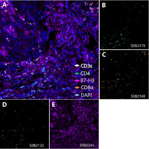 B7-H3, T cell, Cytotoxic T cell and Helper T cell (B7-H3, CD3 epsilon, CD8α, CD4) Antibody Panel