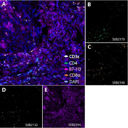 B7-H3, T cell, Cytotoxic T cell and Helper T cell (B7-H3, CD3 epsilon, CD8α, CD4) Antibody Panel