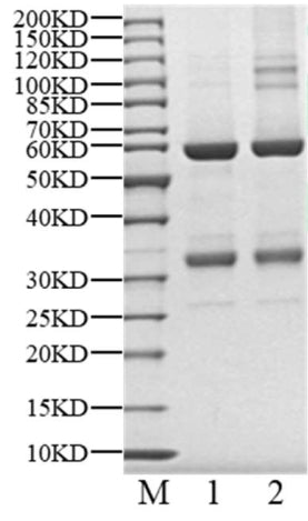 CDK6/Cyclin D3 Protein