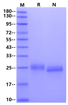 IFN-Omega Protein, Human